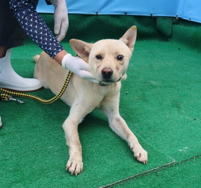 제주 동물보호센터_450650202402909